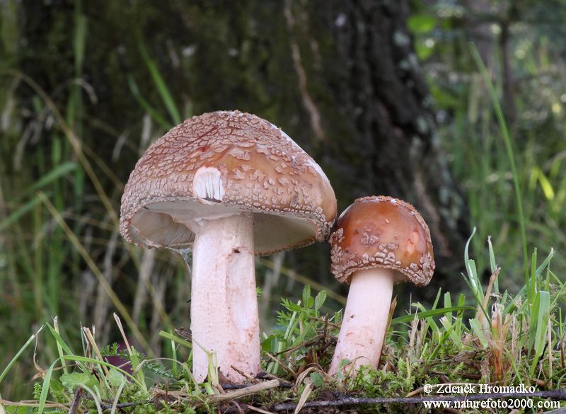 Blusher, Amanita rubescens (Mushrooms, Fungi)